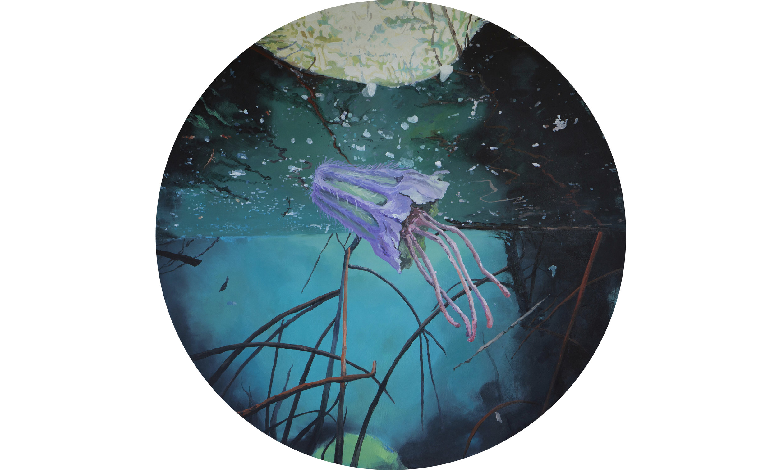 Scabiosa columbaria/Malo kingi