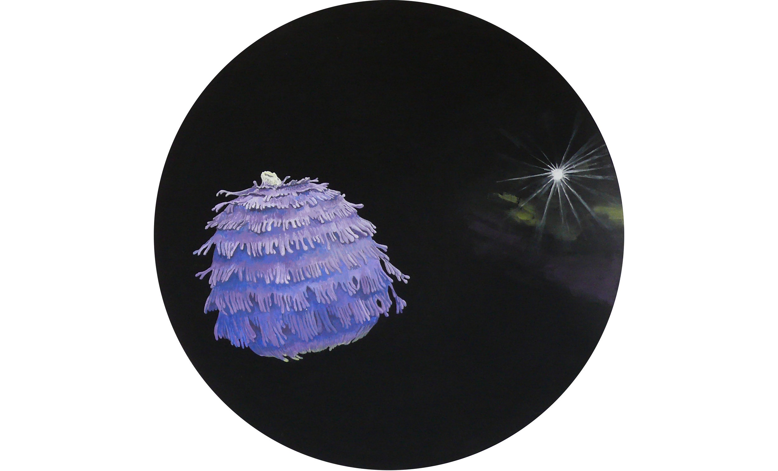 Delphinium peregrinum/Blue Planet