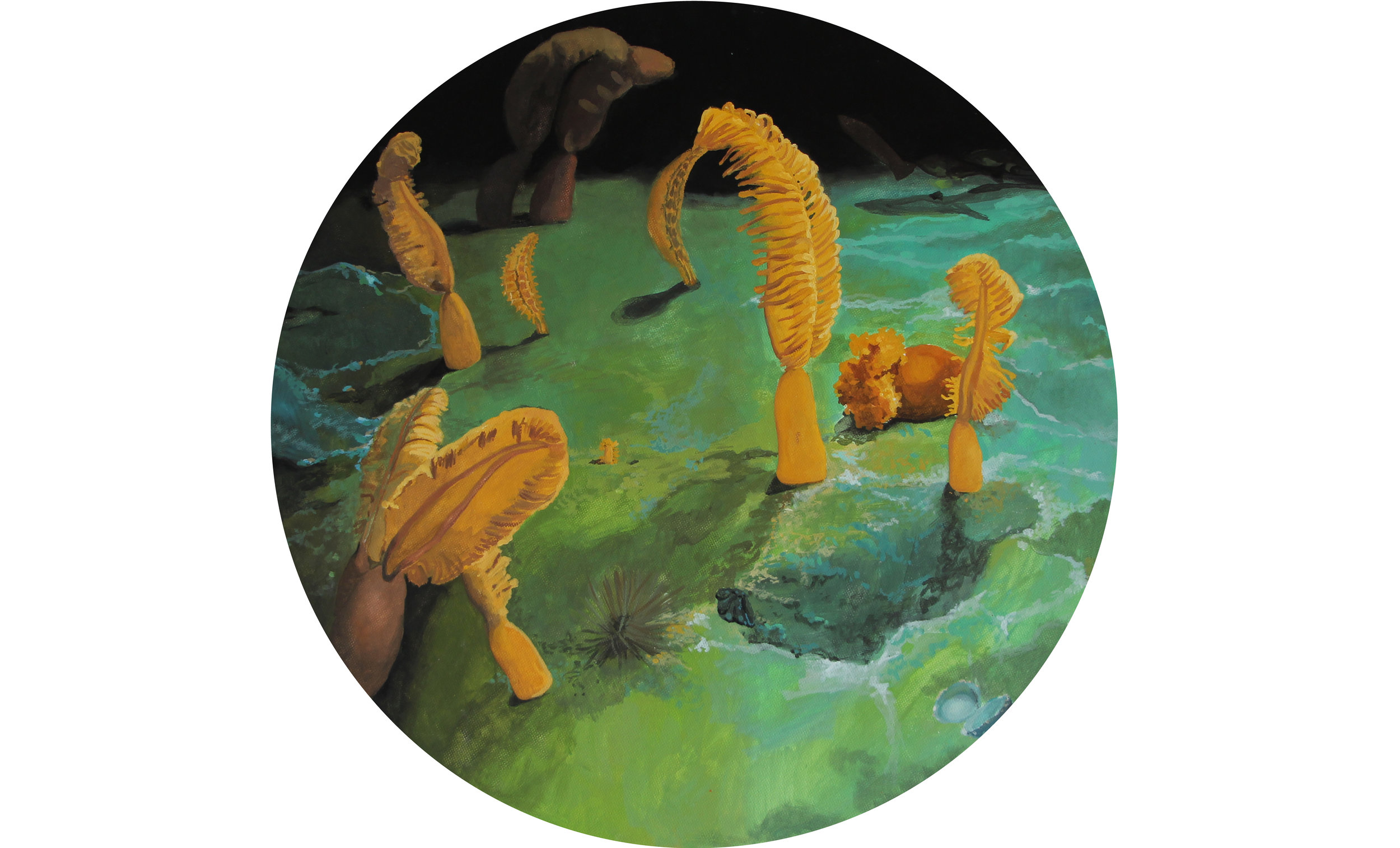 Pennatulacea / Urospermum picroides (Asteraceae)