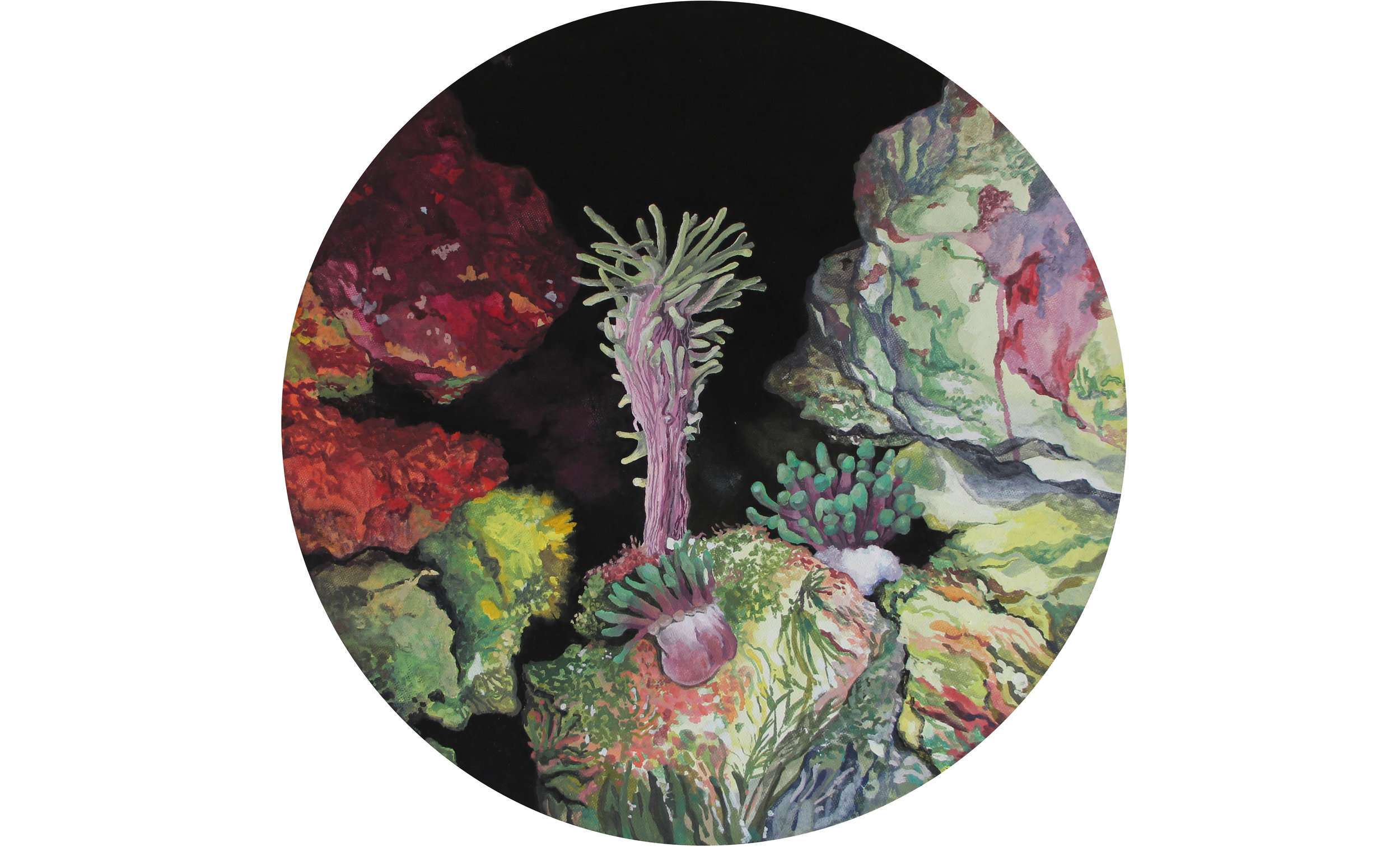 Darlingtonia californica/Candylactis gigantean