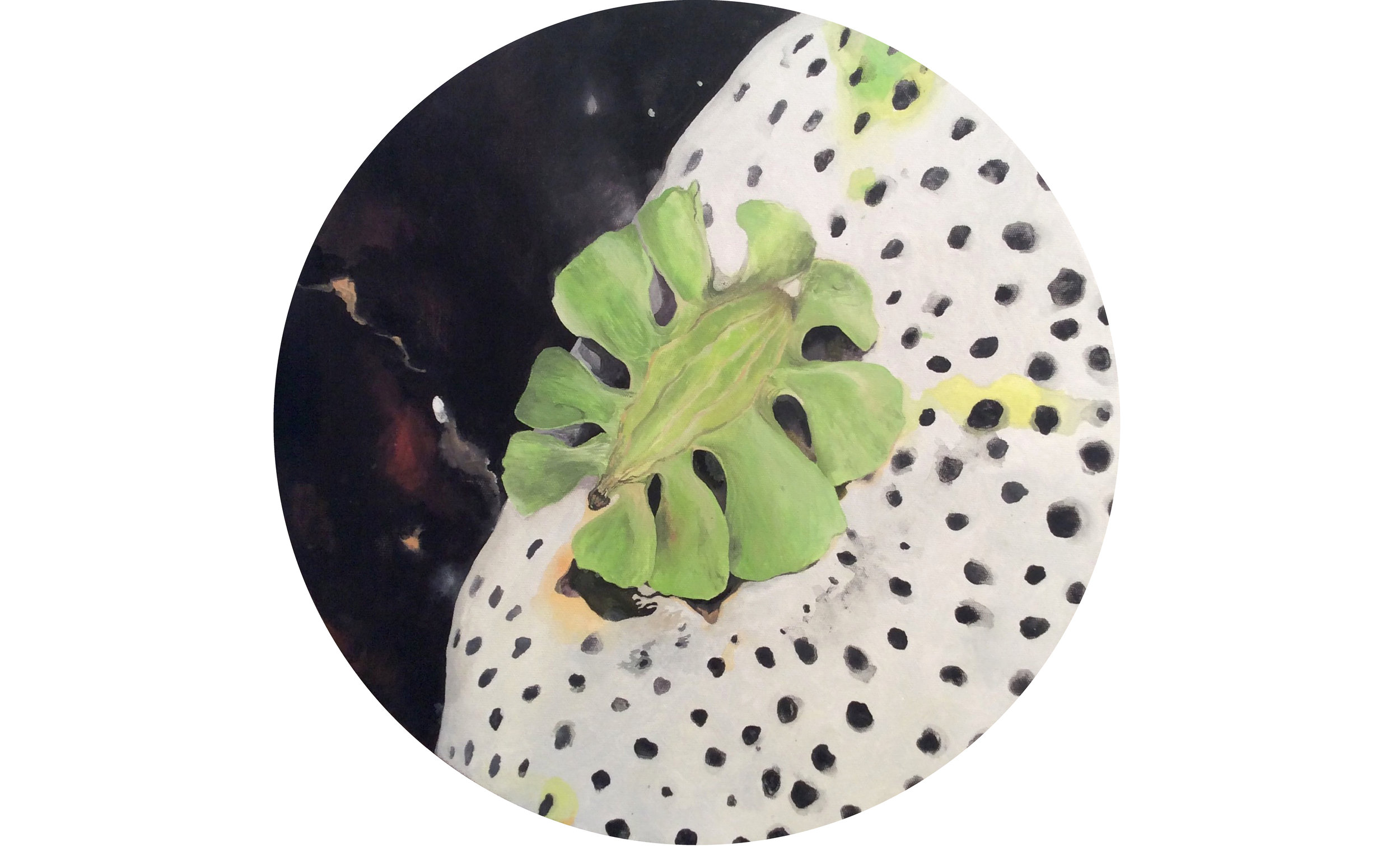 Artedia squamata / Pseudobiceros flowersi