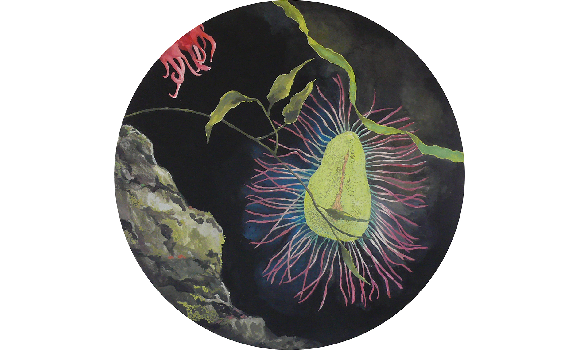 Hibiscus mutabilis/Phylum Annelida 