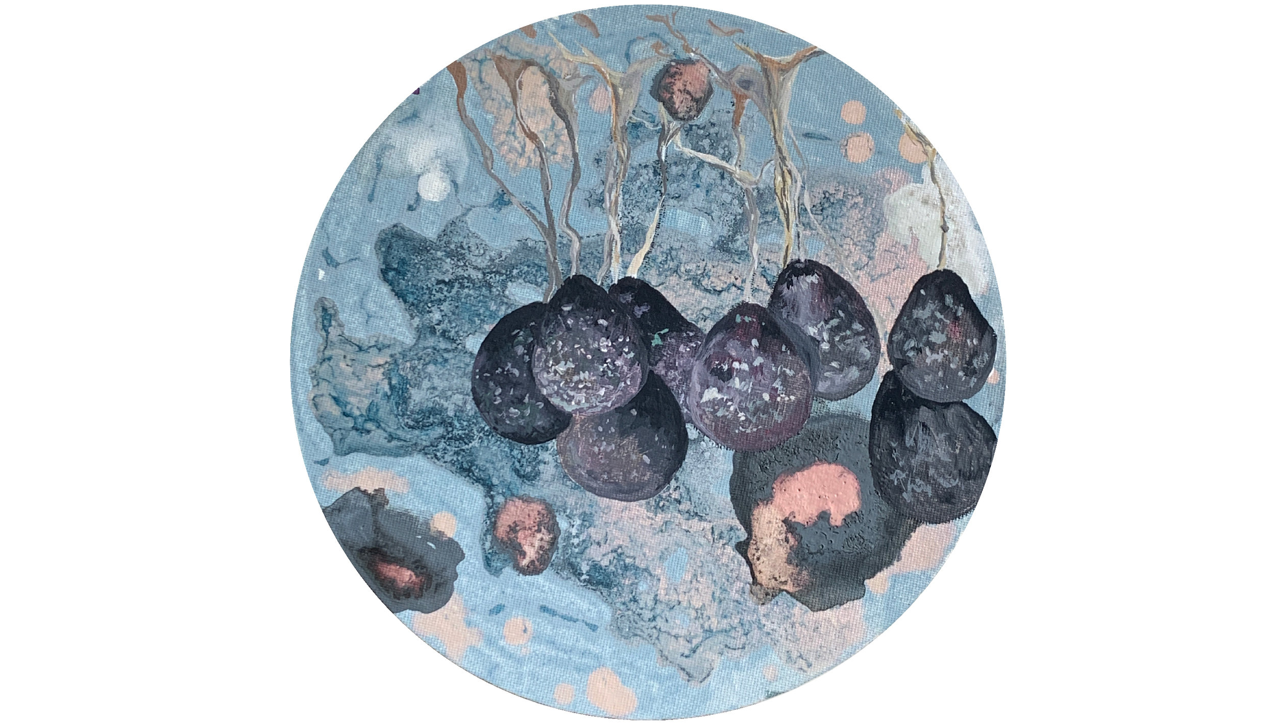 Badhamia utricularis/bakterije zemlje