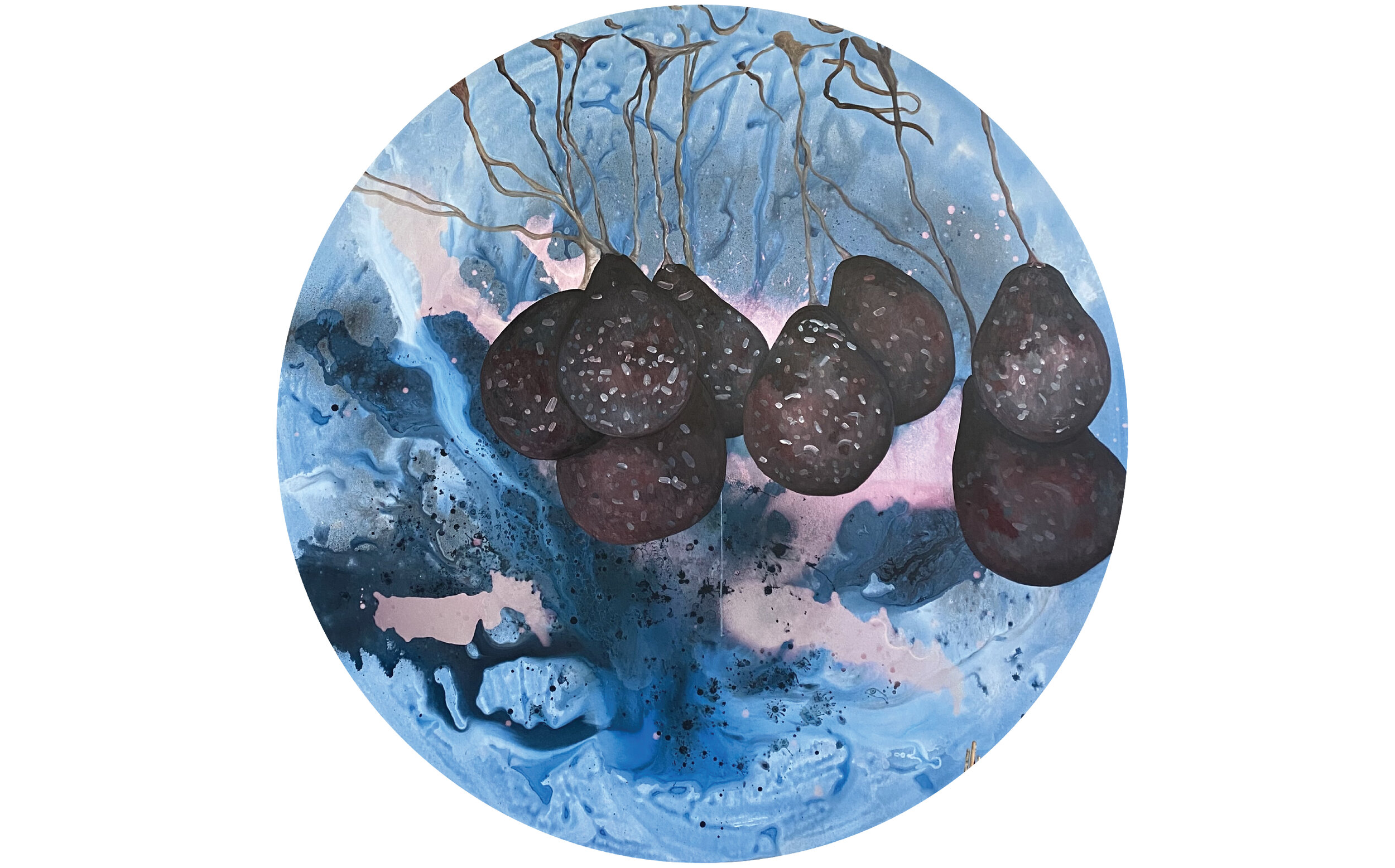 BADHAMIA UTRICULARIS