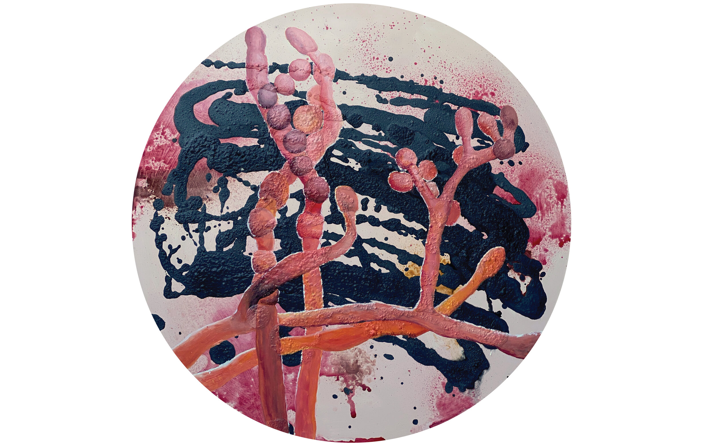 Life; Fungi in Petri Dish