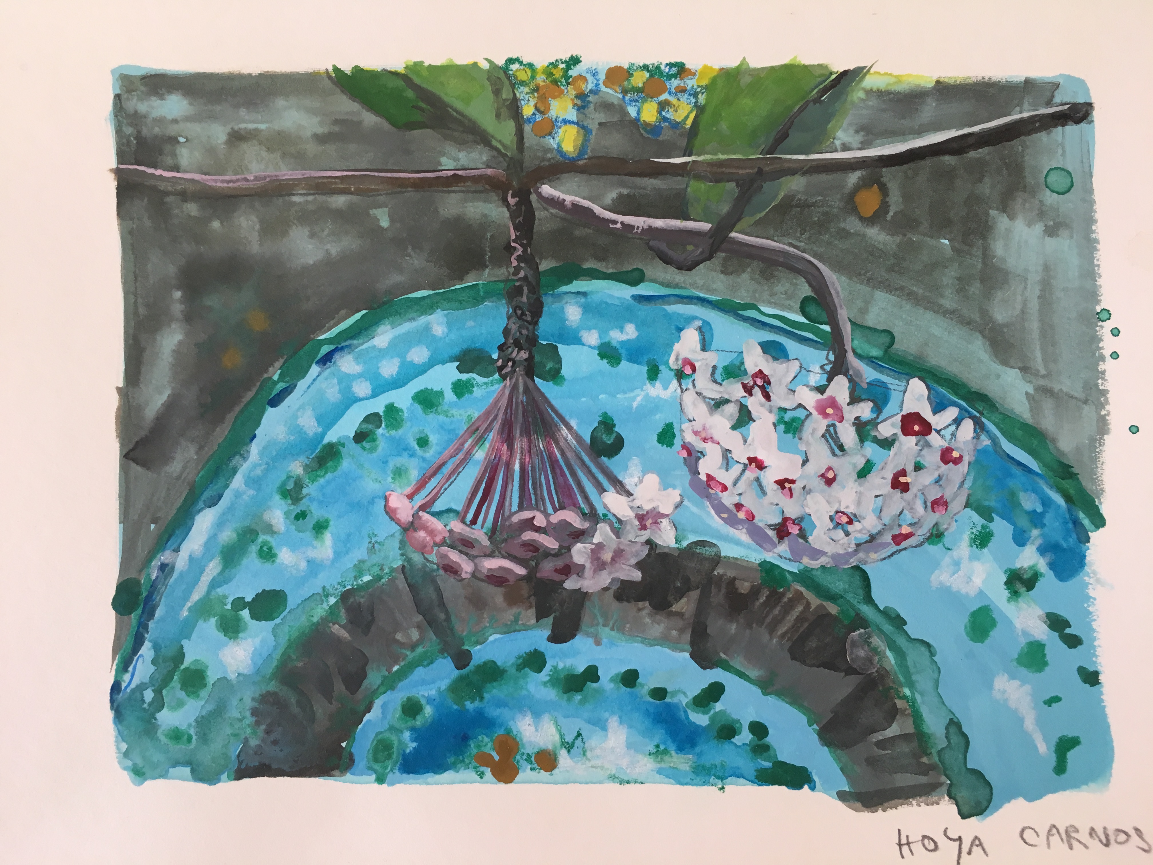 Hoya carnosa, 24 x 32 cm, gvaš na papirju, 2018
