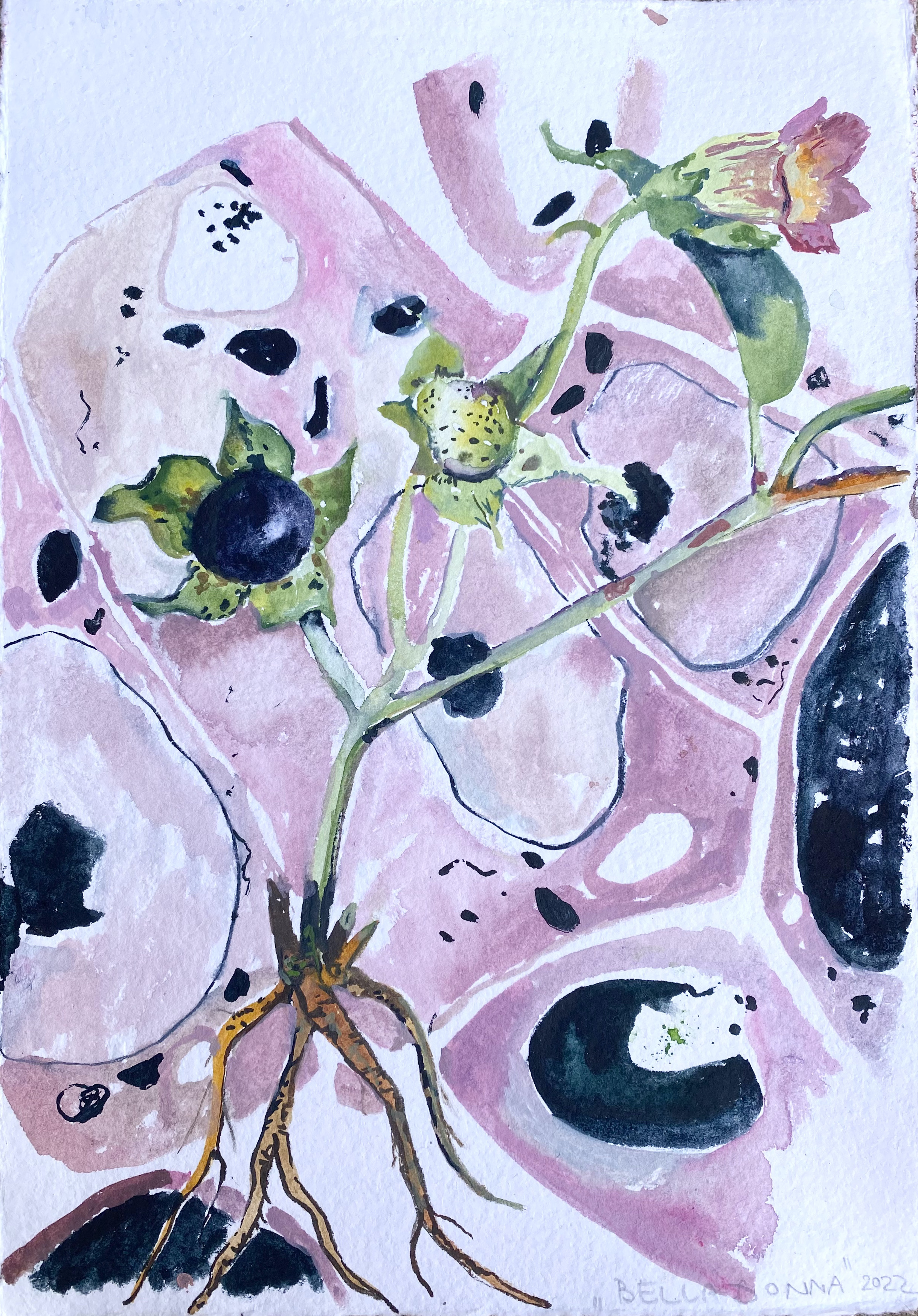 Belladonna-skica, akvarel, A4, 2022