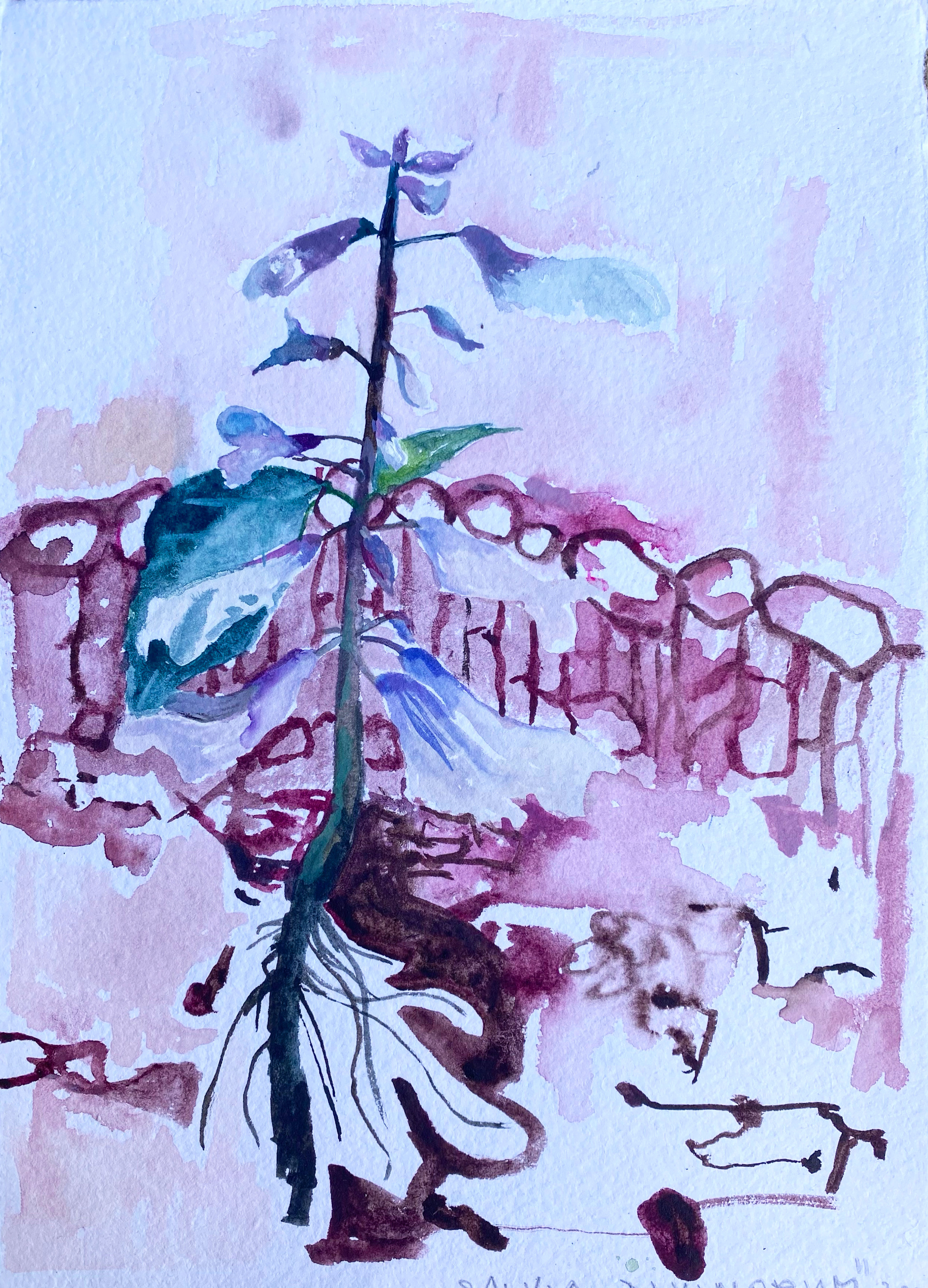 Salvia-skica, akvarel, A4, 2022