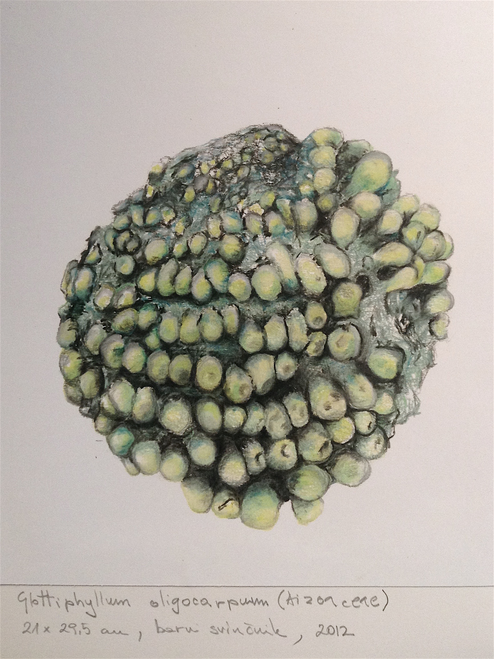 akril na platnu, premer - 140 cm
Glottiphyllum oligocarpum (Aizoaceae) (2012)
barvni svinčnik, 21 x 29.5 cm