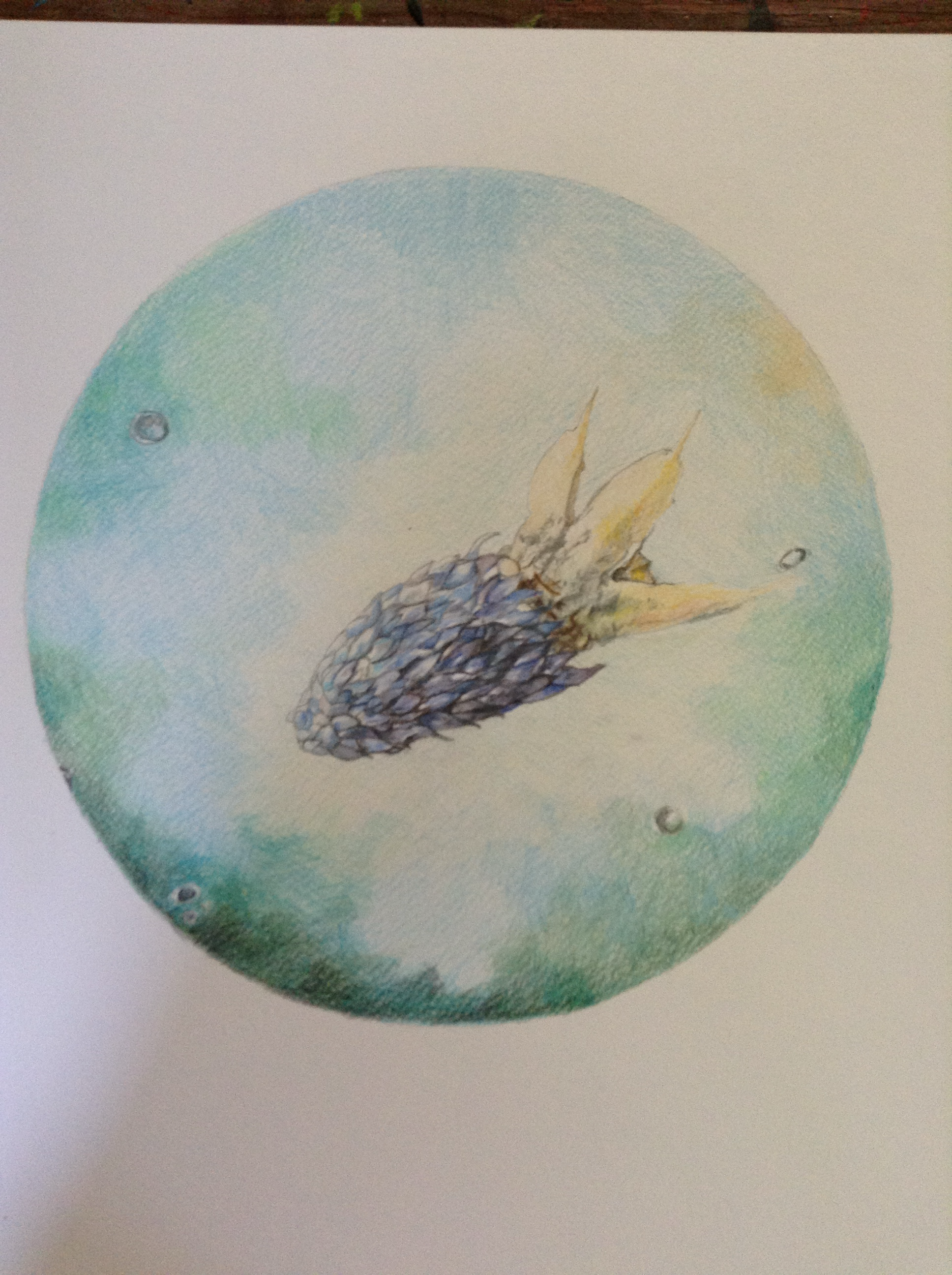 Eringium creticum (Apiaceae) - Crete eryugo / Sepia officinalis Linnaeus, barvni svinčnik, 50 x 70 cm, 2013
