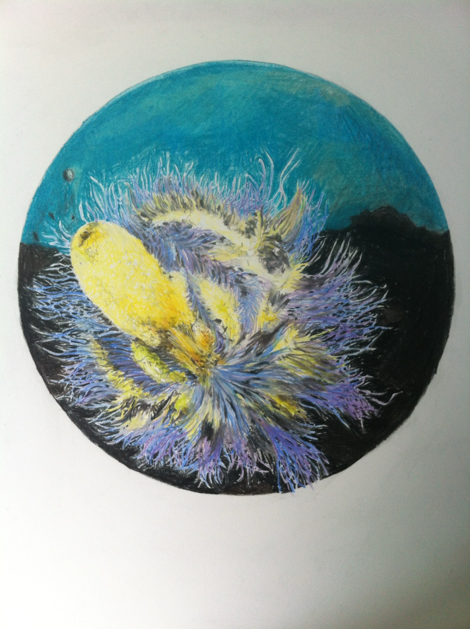 barvni svinčnik, 50 x 70 cm
Alyogyne huegelii / Janohis barbarensis ( 2013)
barvni svinčni, 50 x 70 cm
