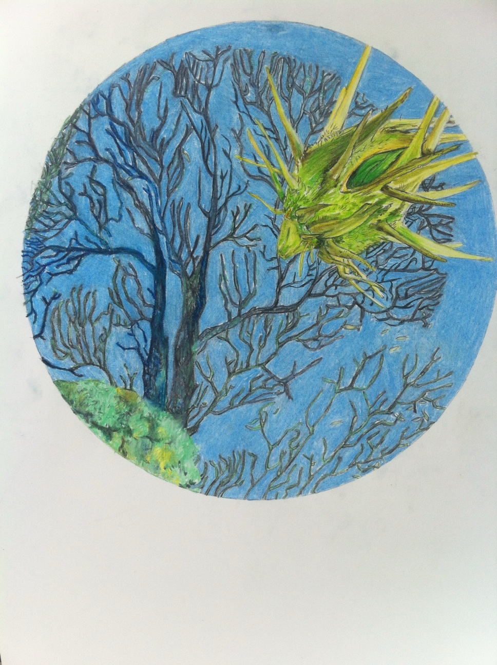 Cenchrus spinifex ( Poaceae) - costal sandbur / Tetraodontidae (2013)
barvni svinčnik, 50 x 70 cm