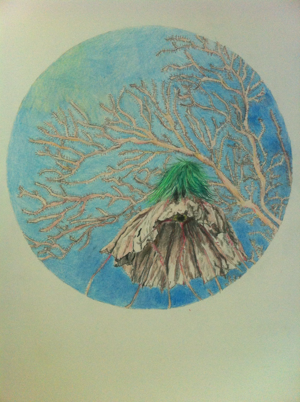 Sabiosa crenata ( Dipsacaceae) / Chrusaora melanaster ( 2012)
barvni svinčnik, 50 x 70 cm